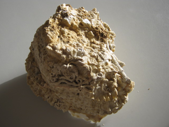 Ostrica?